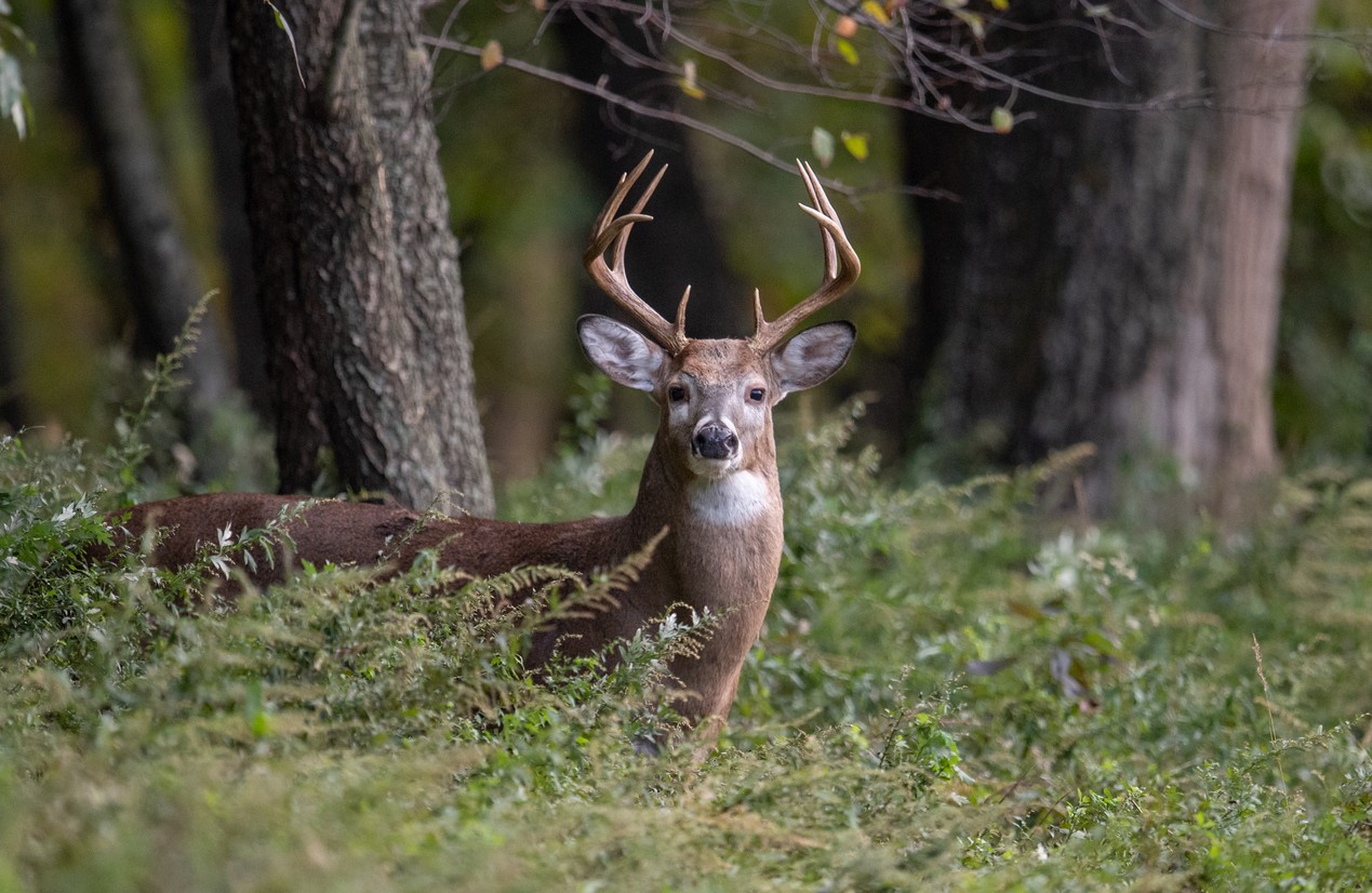 male-buck-deer